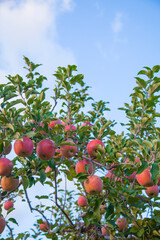 a picture of an apple tree in an orchard