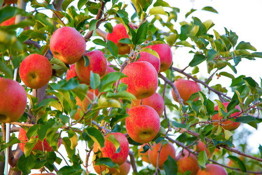 a picture of an apple tree in an orchard