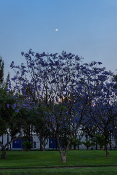 &Aacute;rbol de jacarandas en el camell&oacute;n al atardecer y la Luna encima
