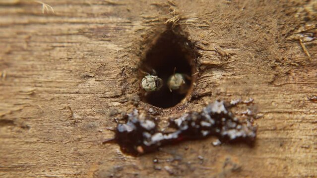 Trigona leviceps, a species of stingless bee, is known for its distinctive markings. They fiercely protect their hives.