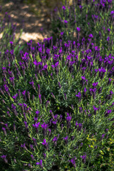 Obraz premium Lavender