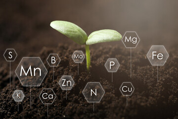 Young seedling growing in soil and chemical elements