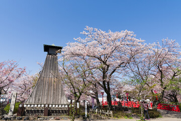 青空に映える満開の桜と住吉燈台　大垣市