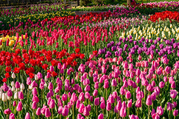 tulip garden