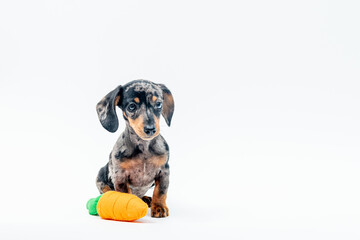 filhote de dachshund brincando com cenoura