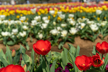 春の花　カラフルなチューリップ