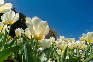春の花　白いチューリップ