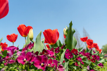 春の花　チューリップ