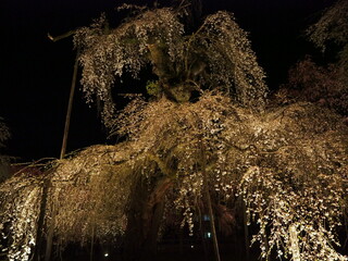 埼玉県秩父清雲寺夜桜