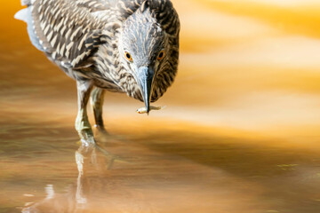 wildlife