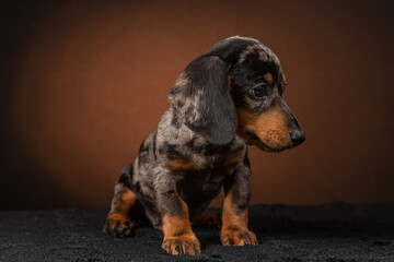 Filhote de Dachshund em fundo fotografico colorido