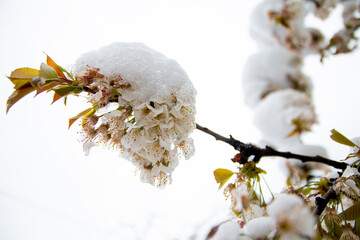 The beginning of spring. Blossoming  cherry tree with beautiful  flowers during snowfall in april....