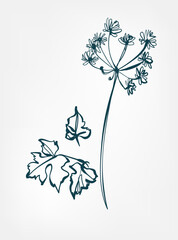 hiracleum wild plant flower grass vector line art elegant isolated clip art isolated