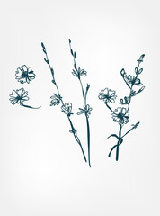 chicory cichoreum wild plant flower grass vector line art elegant isolated clip art isolated