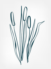 cattail wild plant flower grass vector line art elegant isolated clip art isolated