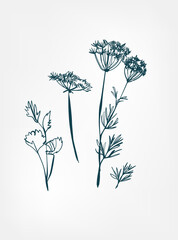pimpinella wild plant flower grass vector line art elegant isolated clip art isolated