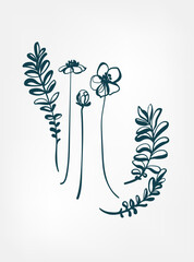 potentilla wild plant flower grass vector line art elegant isolated clip art isolated - obrazy, fototapety, plakaty