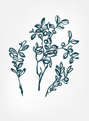 cowberry wild berry wild plant flower grass vector line art elegant isolated clip art isolated