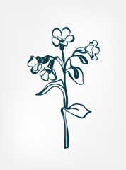 wild flower doodle plant flower grass vector line art elegant isolated clip art isolated