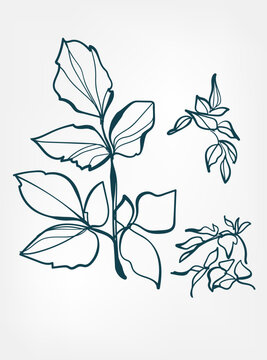 recommend clip art: angelica archangelica wild plant flower grass vector line art elegant isolated clip art isolated