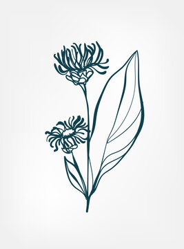 doodle wild plant flower grass vector line art elegant isolated clip art isolated