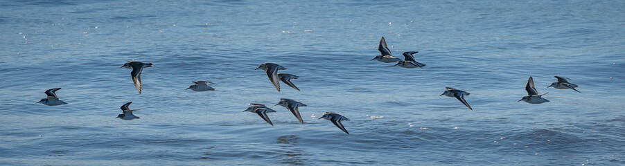 sandpipers in flight