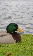 Mallard at the lakes