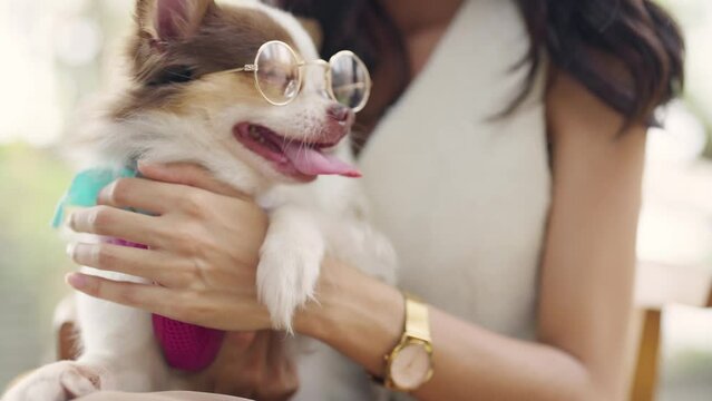 Asian woman playing with her chihuahua dog at pets friendly dog park cafe. Domestic dog with owner enjoy urban outdoor lifestyle in the city on summer vacation. Pet Humanization or pet parents concept