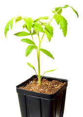Growing young tomato plant. Tomato seedling. No background png.

