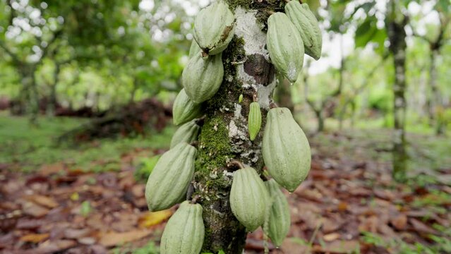 dolly out, raw cocoa pods on plantation, unripe green cacao fruit farming