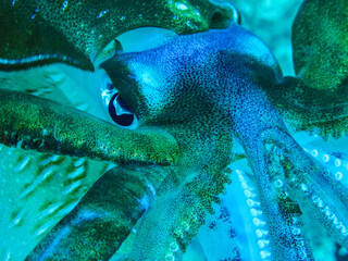 Underwater portrait of a big squid  in the Red Sea, Port Sudan, Sudan.