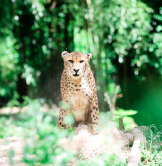 cheetah in the grass