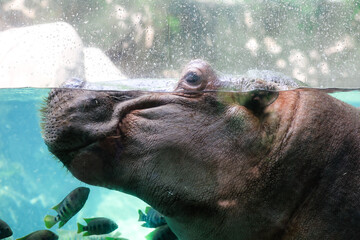 hippopotamus in water