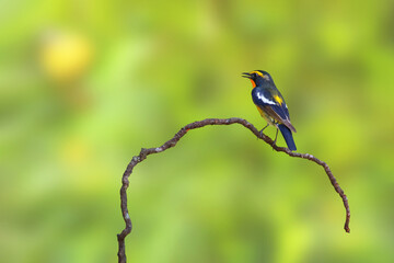 Beautiful narcissus flycatcher bird perched on a branch in tropical forest.