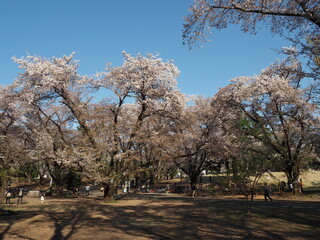 埼玉県稲荷山公園の桜