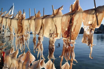 Dry the squid in the sea breeze