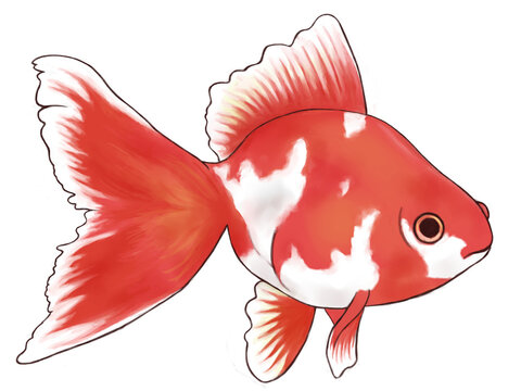 赤い金魚