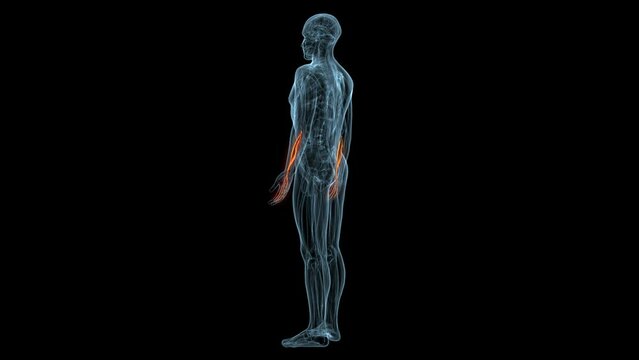 human muscles Graciela, Soles, Deloitte and trapeziums anatomy. 3d illustration