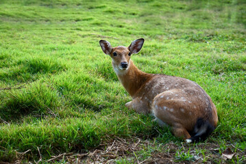 deer in the grass
