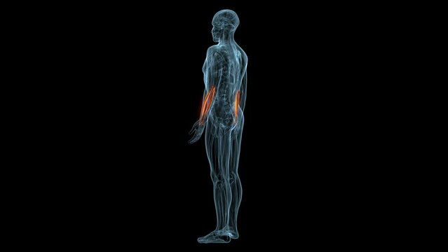 human muscles Graciela, Soles, Deloitte and trapeziums anatomy. 3d illustration
