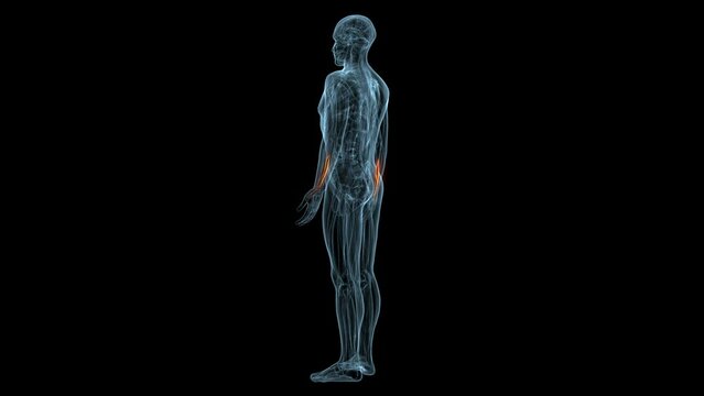 human muscles Graciela, Soles, Deloitte and trapeziums anatomy. 3d illustration