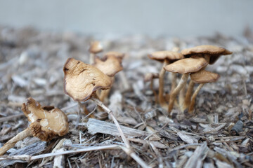 Mushrooms