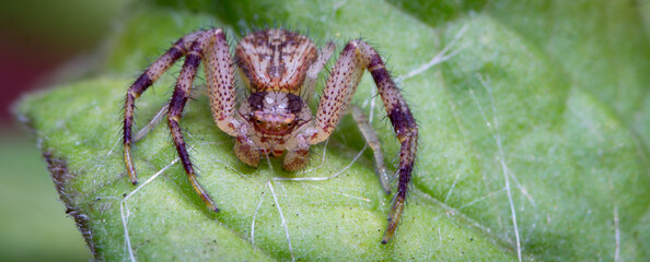 spider on a web