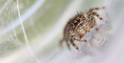 jumping spider on a web