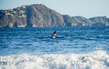 Pelicanos volando sobre el mar