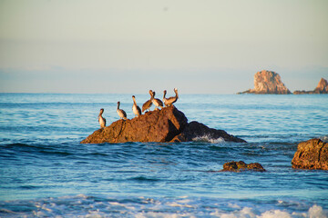 Pelicanos en la roca