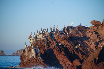 Pelicanos en la roca