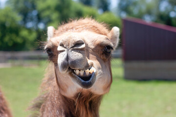 Funny Face Camel