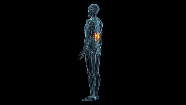 male skeleton muscle in parts femur,talus,fibula,pelvis,ribs and humerus anatomy system. 3d illustration