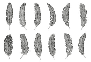 Set of bird feathers. Hand drawn illustration
